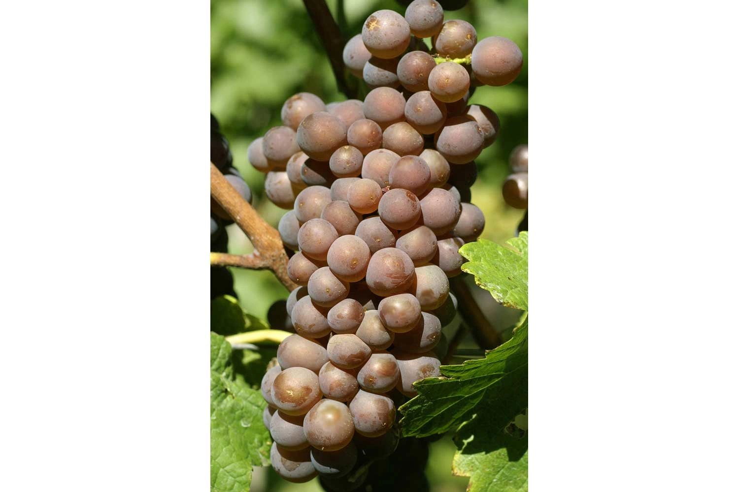 Close-up of the Pinot Gris grape variety