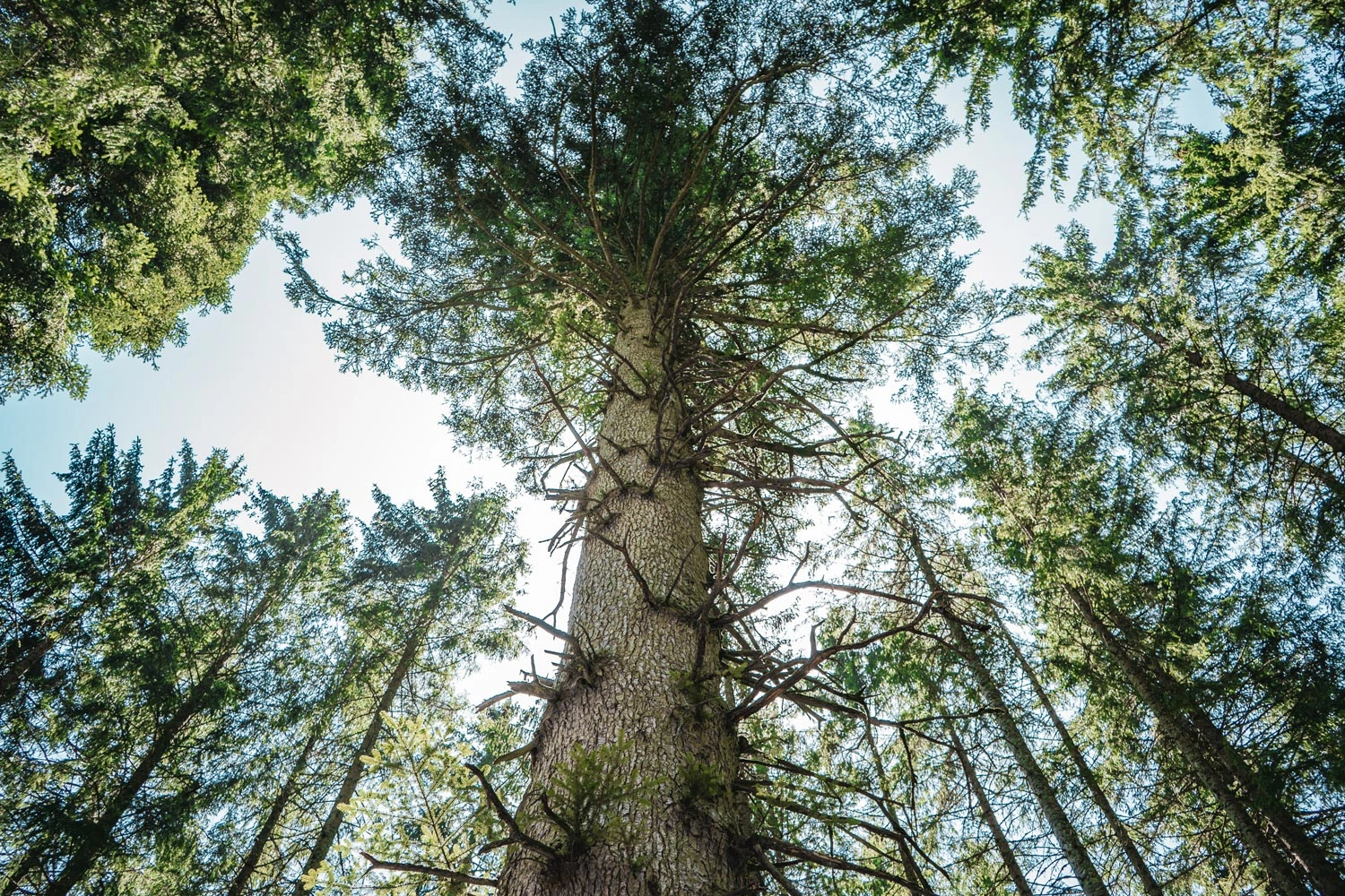 Looking up into a dense forest, with a tall fir tree in the center and sunlight filtering through the treetops.
