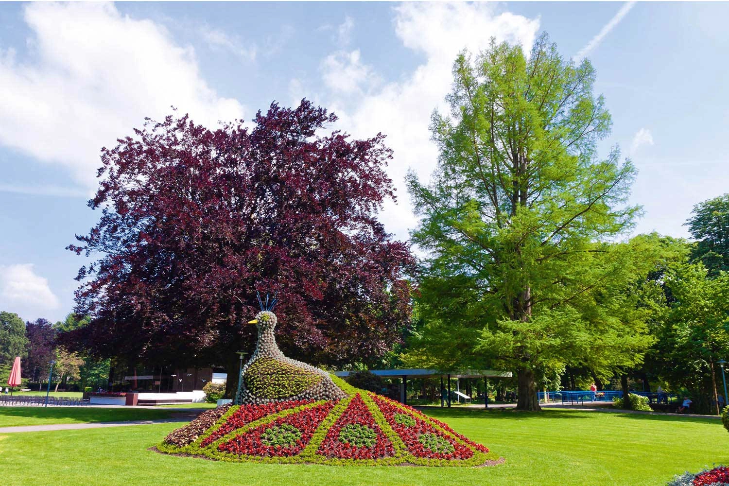 Magnificently planted flowering peacock on a green area with paths running around it.