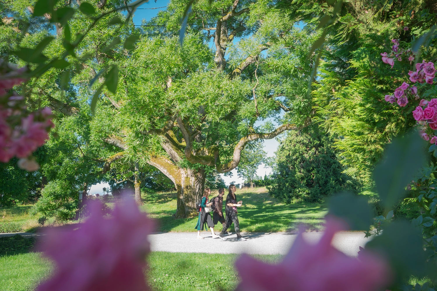 Three people walk along a gravel path through a green park with an old tree and blooming roses in the foreground.