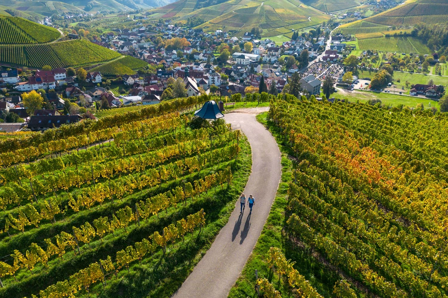  View from above of the idyllic hiking trail, the vines have autumn leaves.