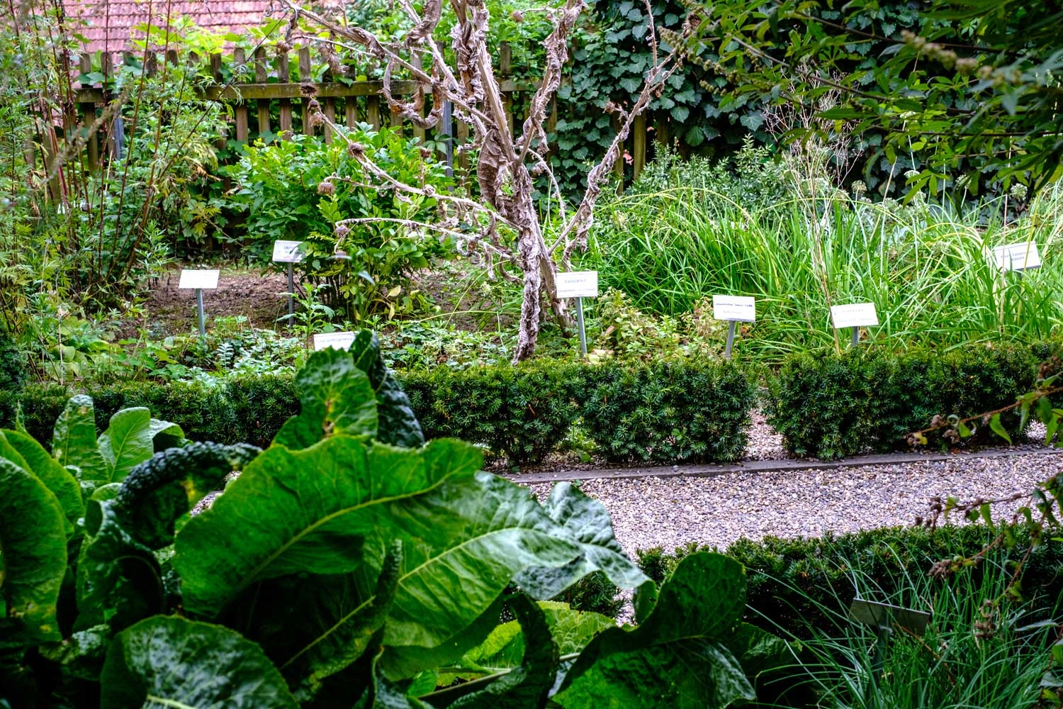 Lushly planted medicinal herb garden with labelled signs