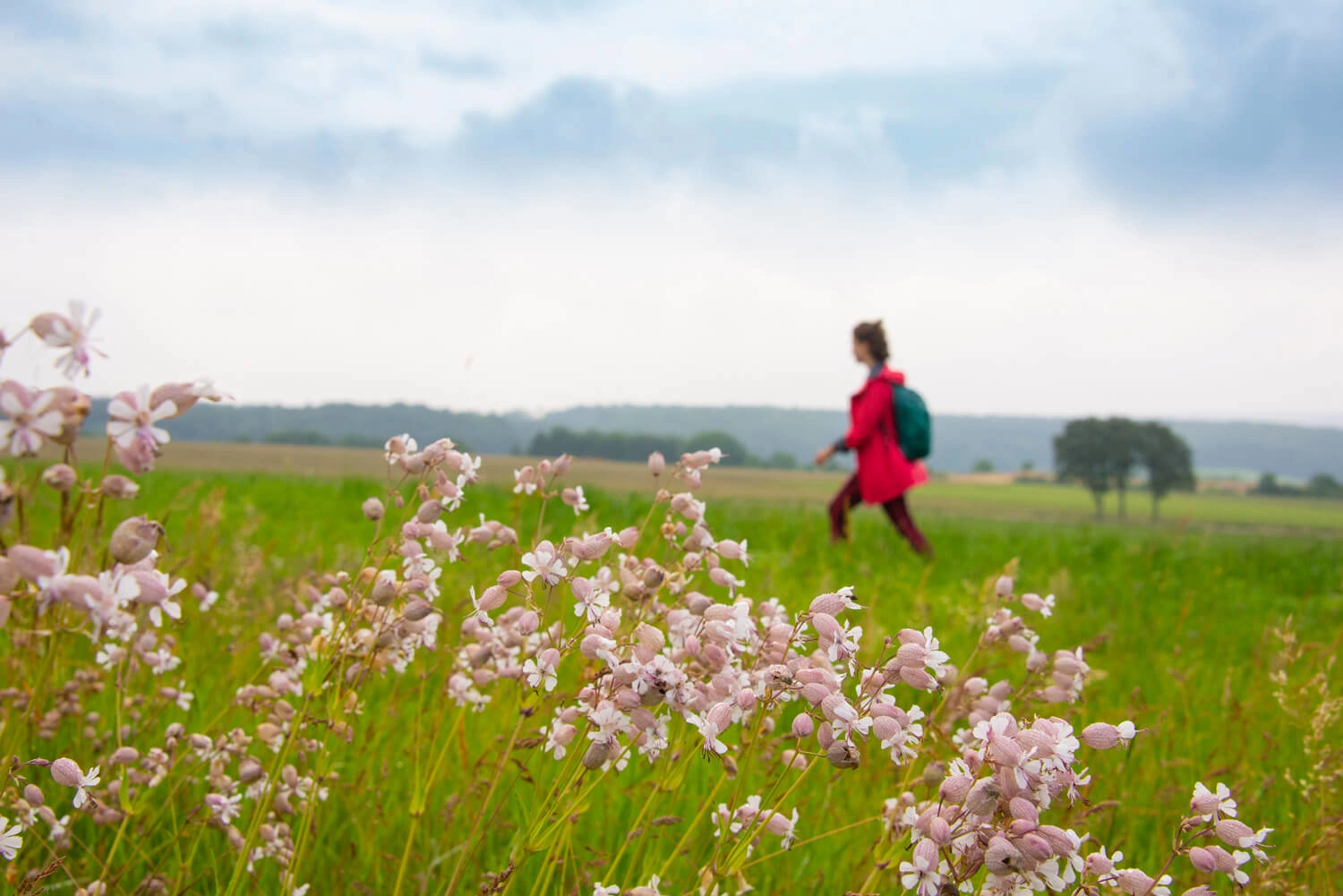 Eine Frau in roter Jacke wandert durch Wiesen. Im Vordergrund sind rosa Blüten zu sehen.