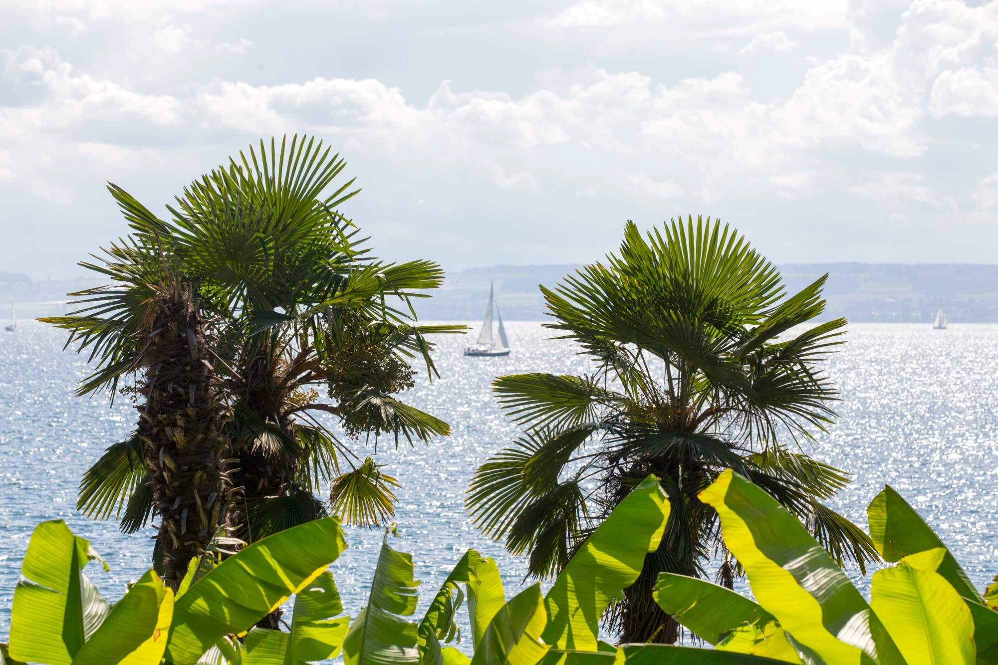 View of Lake Constance with palm trees in the foreground.