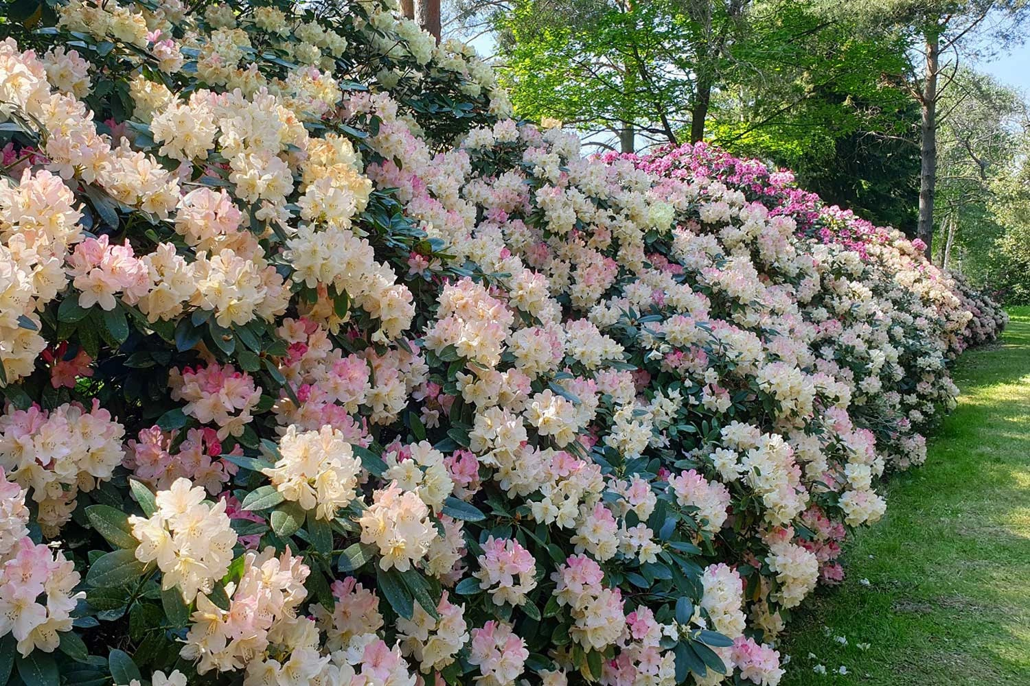 Lushly flowering rhododendron bush in full bloom. The flower colour ranges from apricot to pink in various shades.