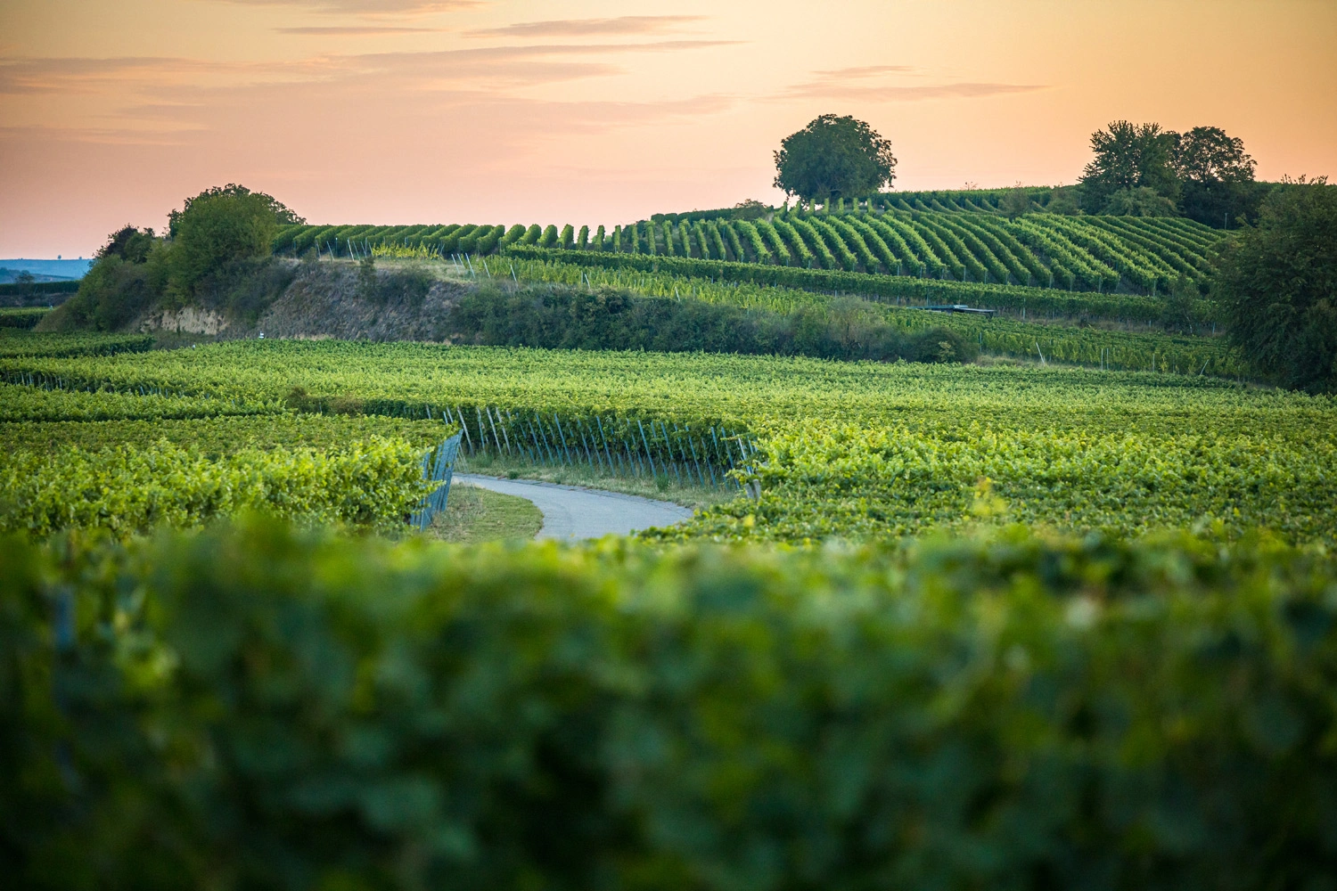 Blick auf den Tuniberg im Weinland Baden bei Sonnenaufgang. Die Weinlagen heben sich saftig grün vom rötlichen Morgenhimmel ab.