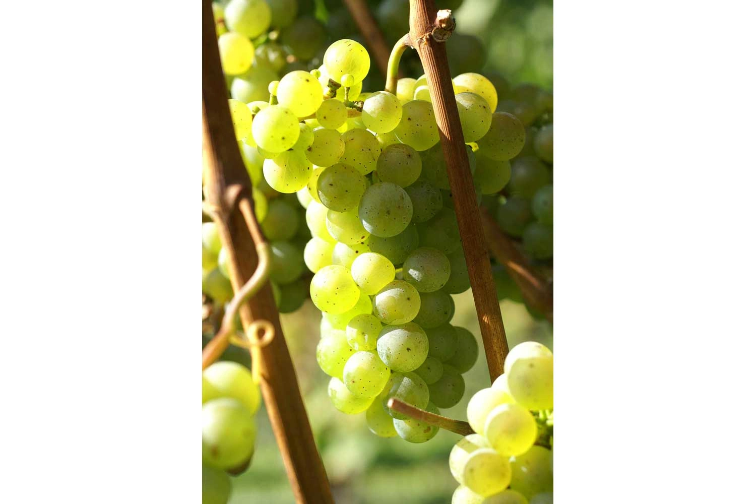 Großaufnahme der Rebsorte Riesling