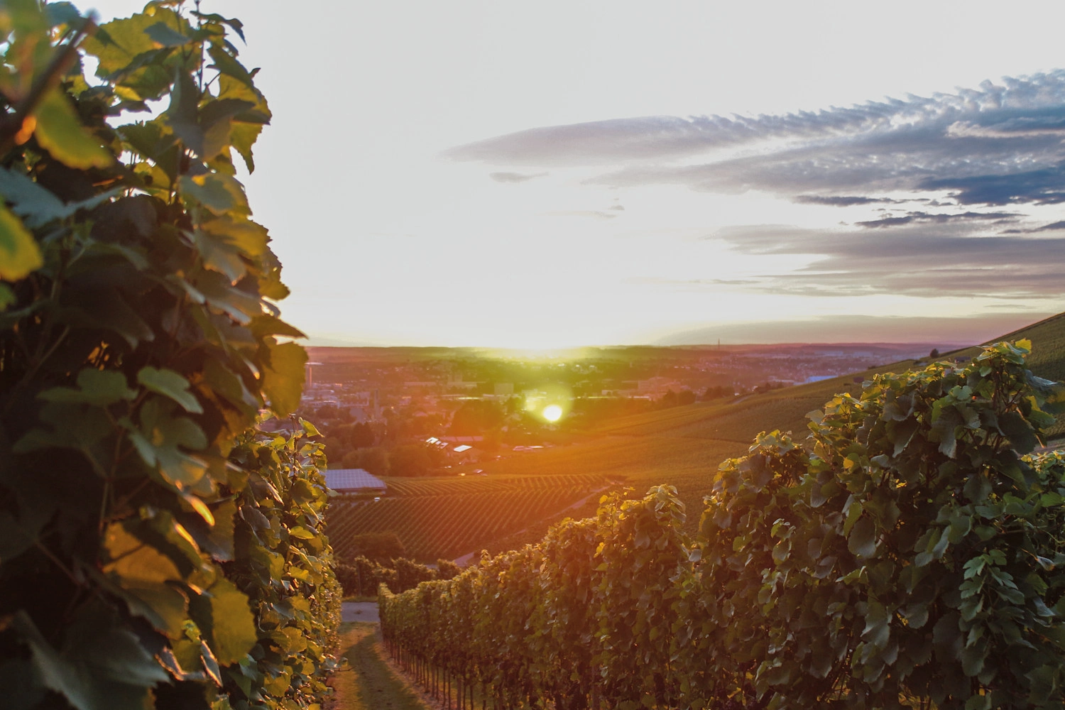 Blick über Weinberge im Sonnenuntergang.