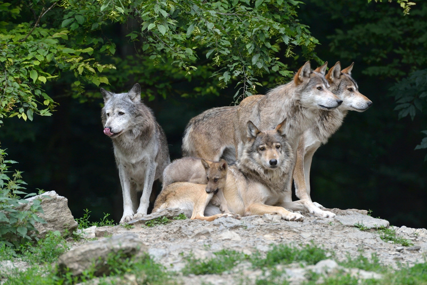 Ein Wolfsrudel steht auf einem Felsen.
