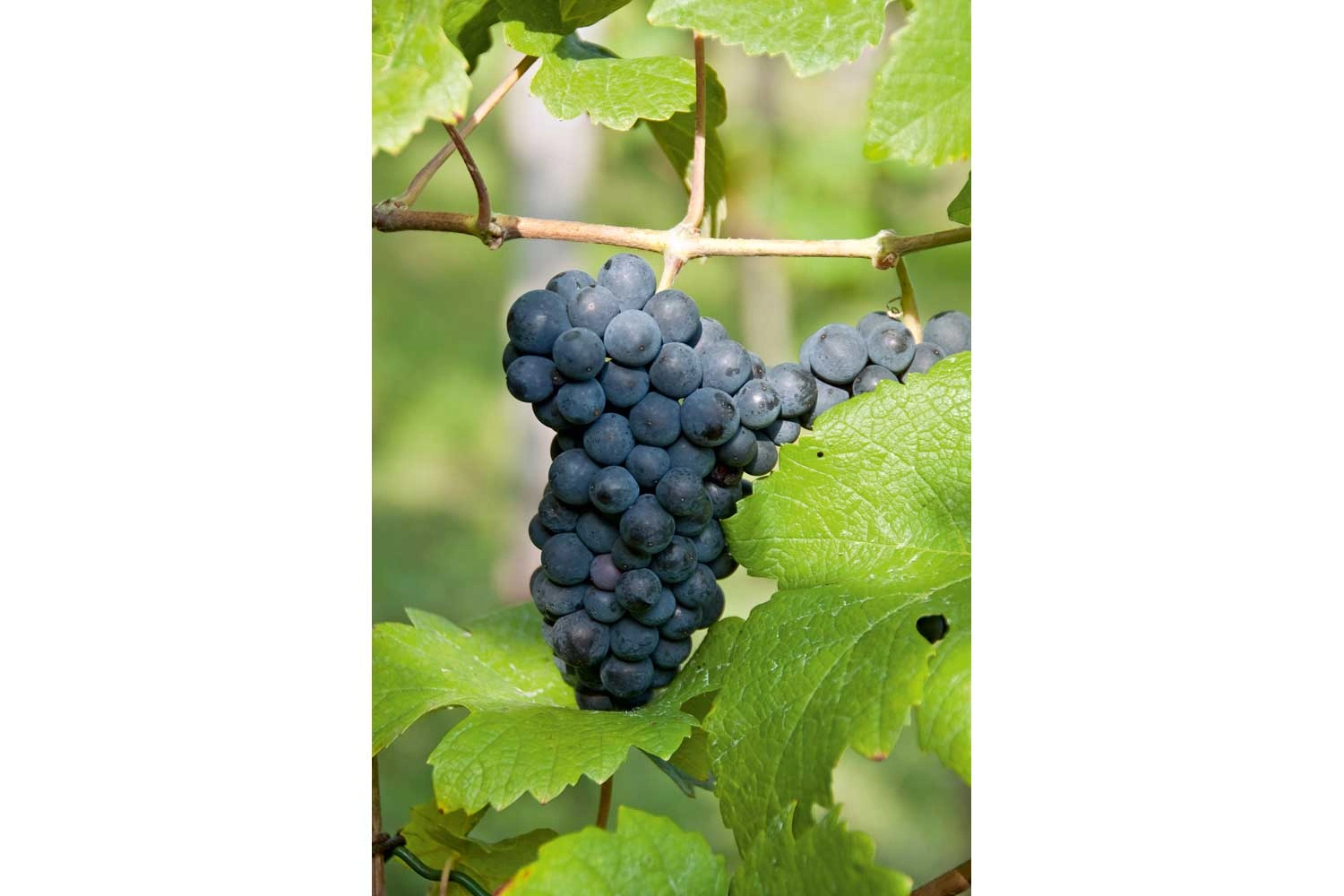 Großaufnahme einer Rotweintraube Schwarzriesling