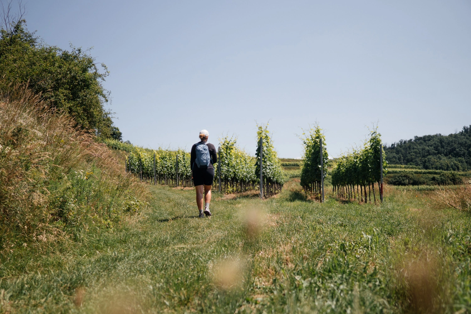 A hiker with a backpack on a grassy path between grapevines. 