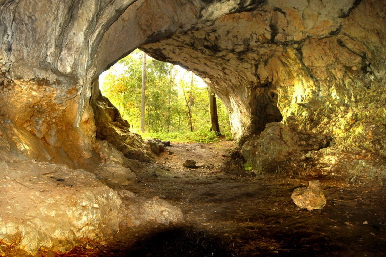 The entrance to a cave, seen from the inside. There is a forest in front of the entrance.