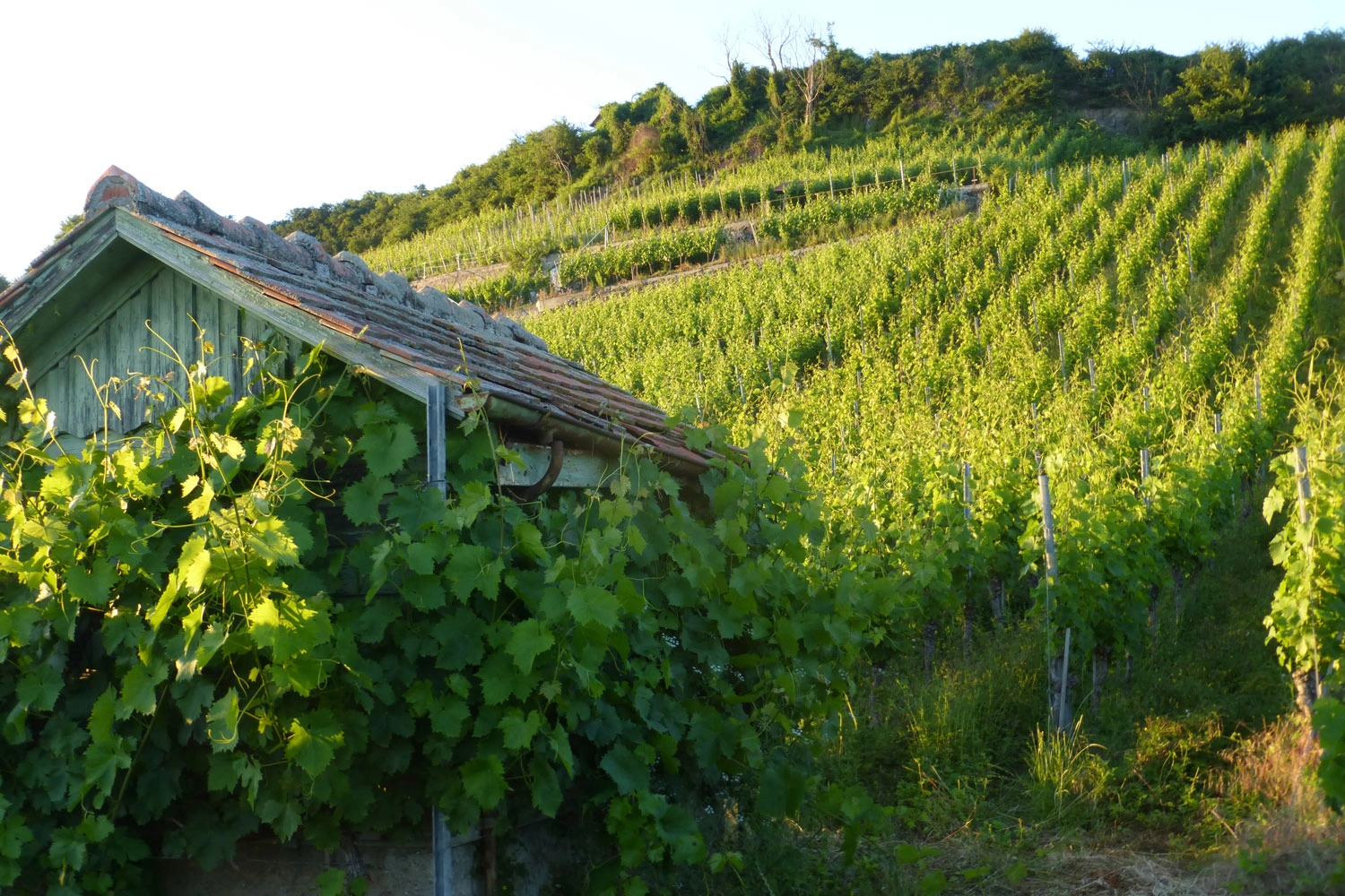 View of the sunny steep slope Winklerberg in Ihringen am Kaiserstuhl. A wooden vineyard hut stands in the foreground of the vineyards. The sky is blue.
