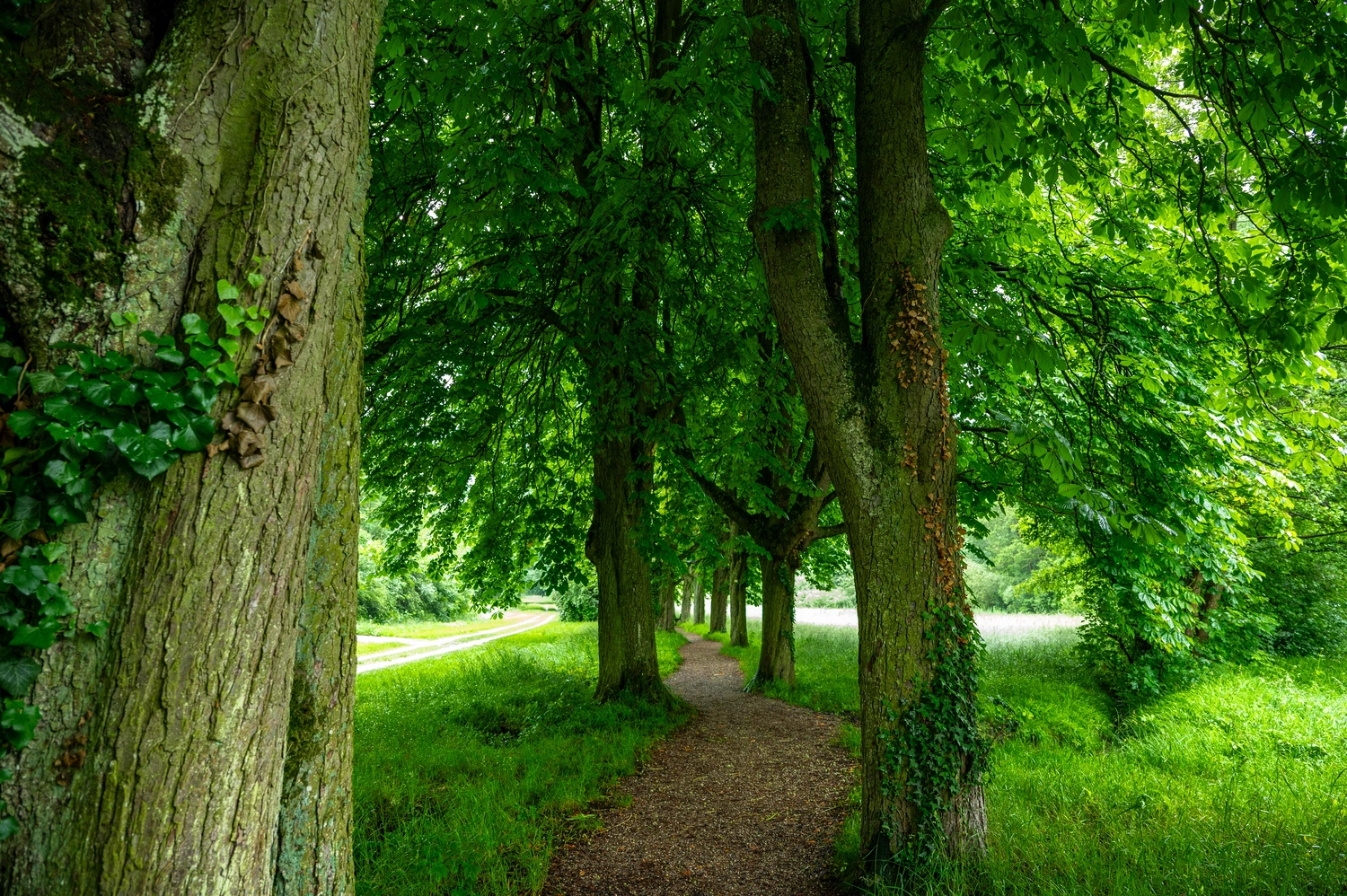 Ein naturnaher Weg schlängel sich zwischen großen Bäumen rechts und links des Weges hindurch.