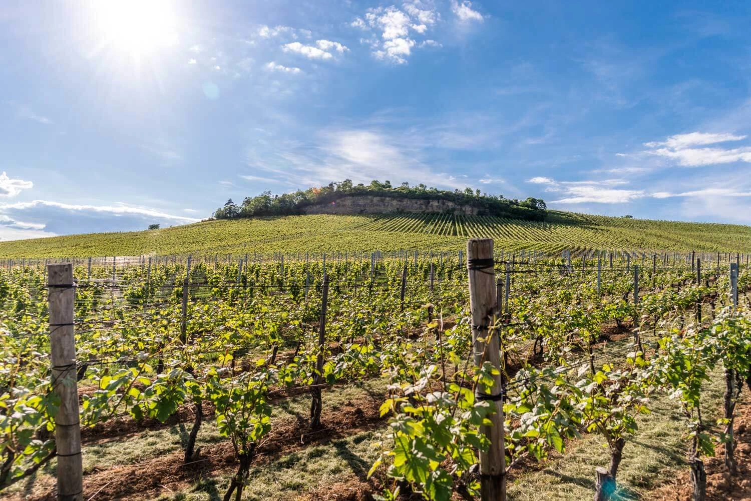 View of a vineyard landscape