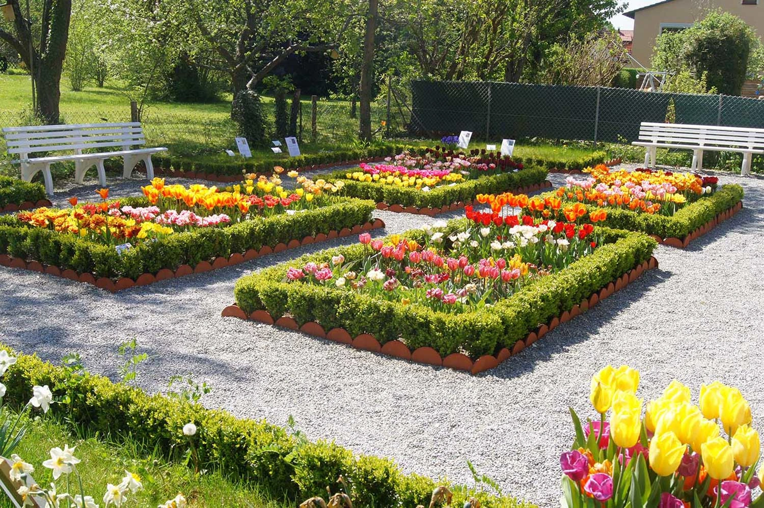 View of flower beds with colourful tulips in bloom