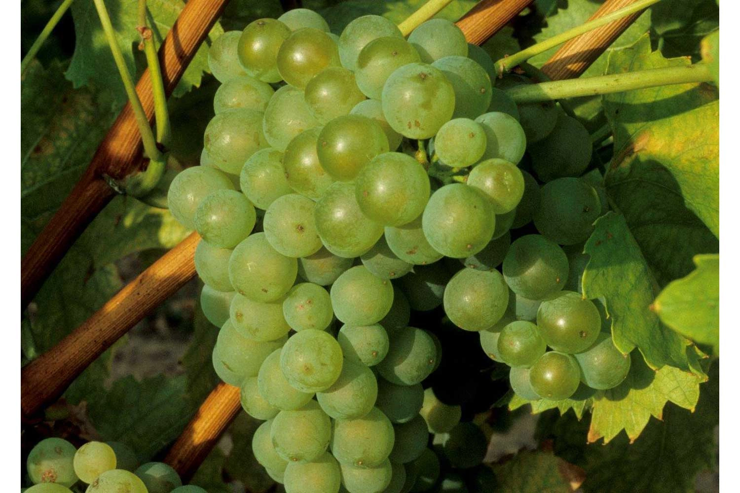 Close-up of the Kerner grape variety
