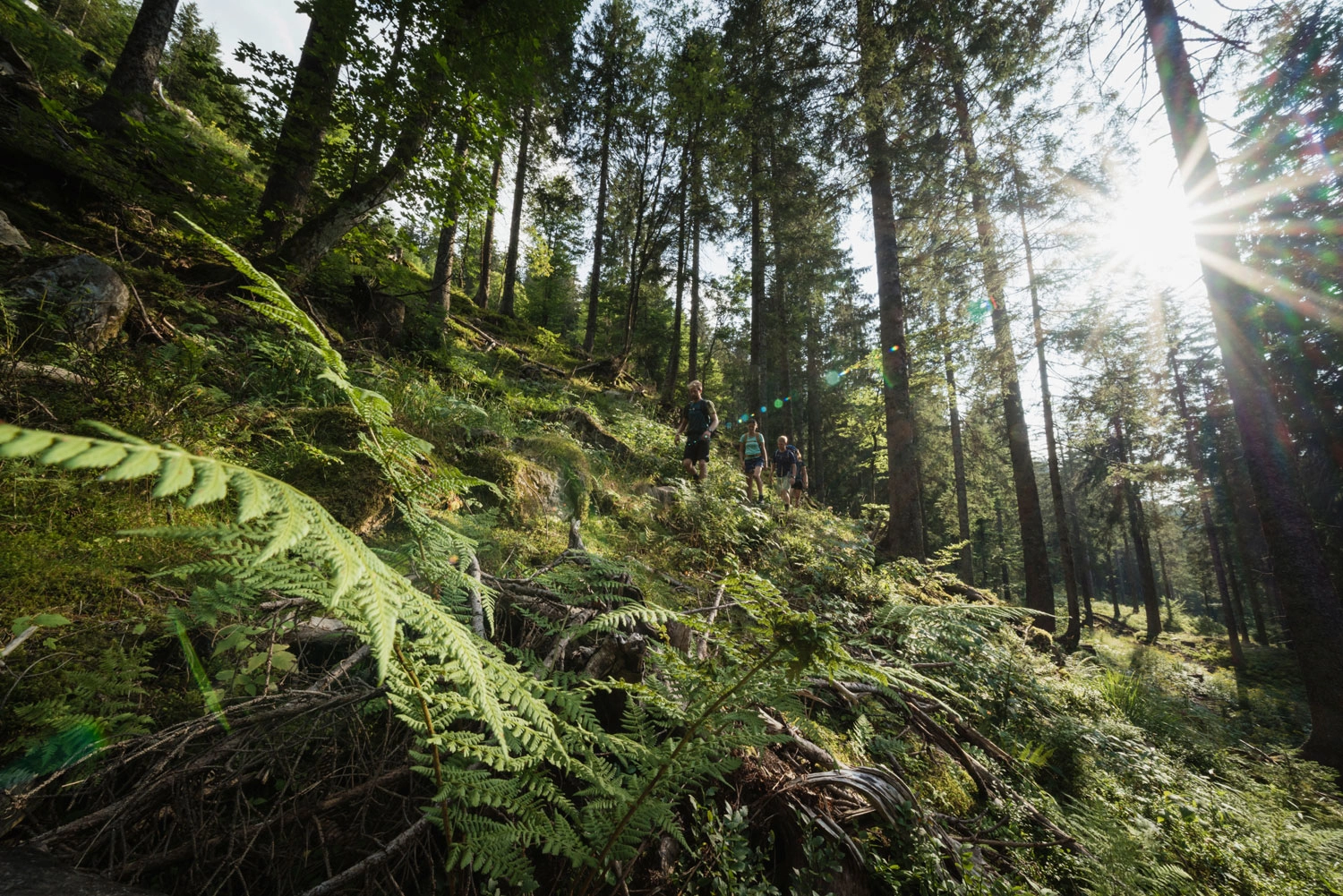 Overgrown hiking trail in a forest. The sun is shining through the trees.