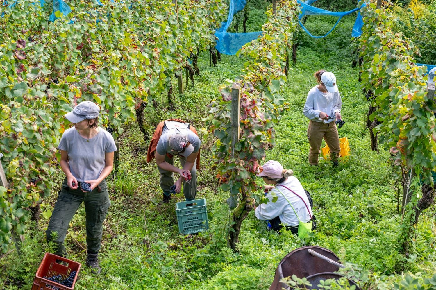 Mehrere Personen ernten Weintrauben in einem grünen Weinberg, zwischen Reihen von Reben mit Kisten für die Trauben auf dem Boden
