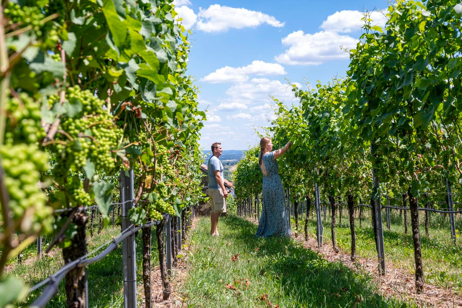 People walk through the vines.