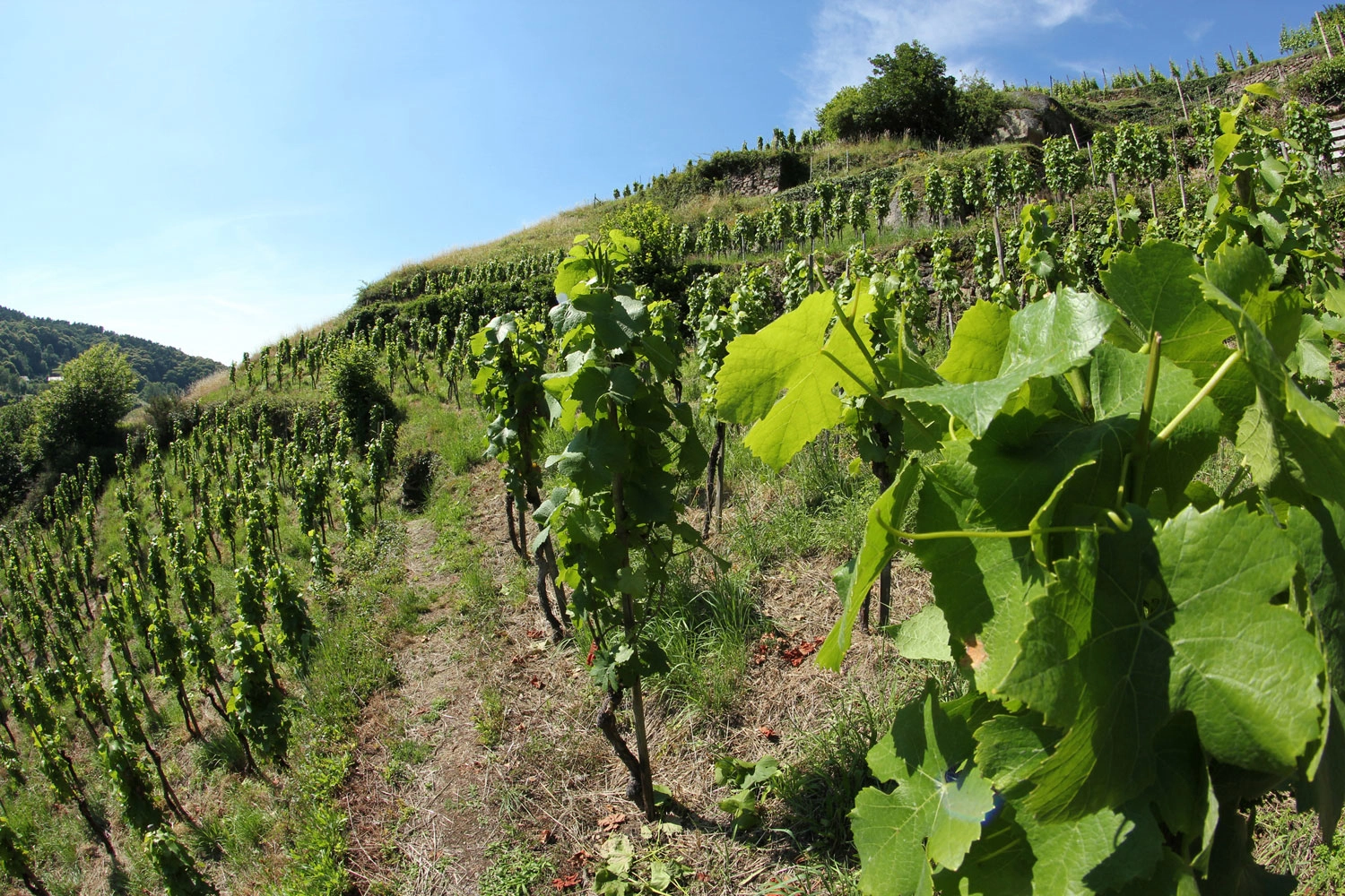 View through the vines to the Engelsberg steep slope in Bühlertal. The sky is blue and sunny.
