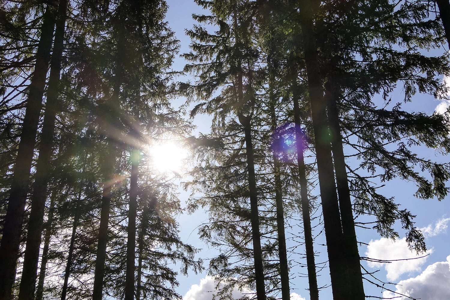 Sunlight filters through the dense branches.