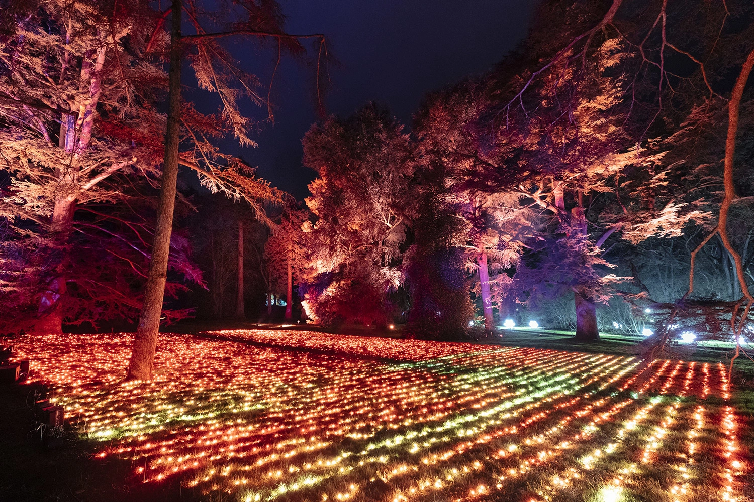 Multiple colored string lights run parallel in a field, illuminating the surrounding trees.