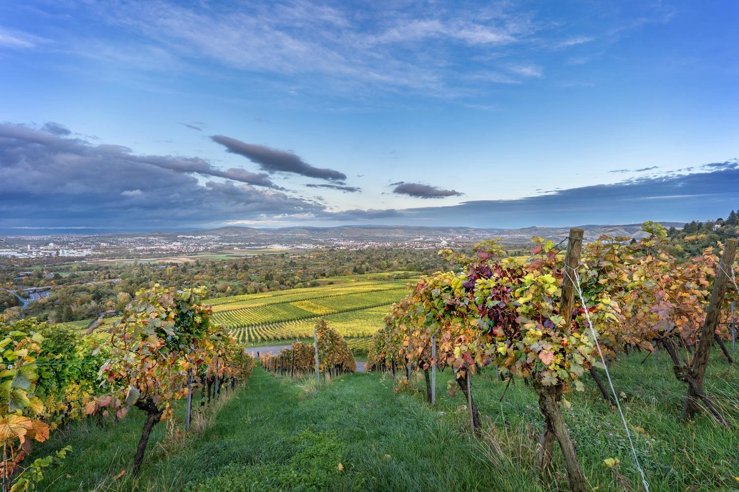 Blick vom Kappelberg durch die Weinreben ins Remstal. Im Hintergrund liegt Fellbach. Der Himmel ist leicht bewölkt. Die Trauben hängen reif an den Reben.