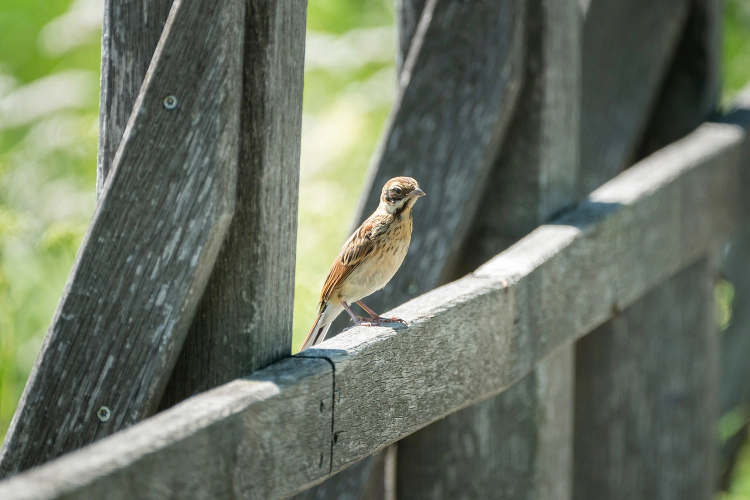 A bird sits on a narrow wooden railing.