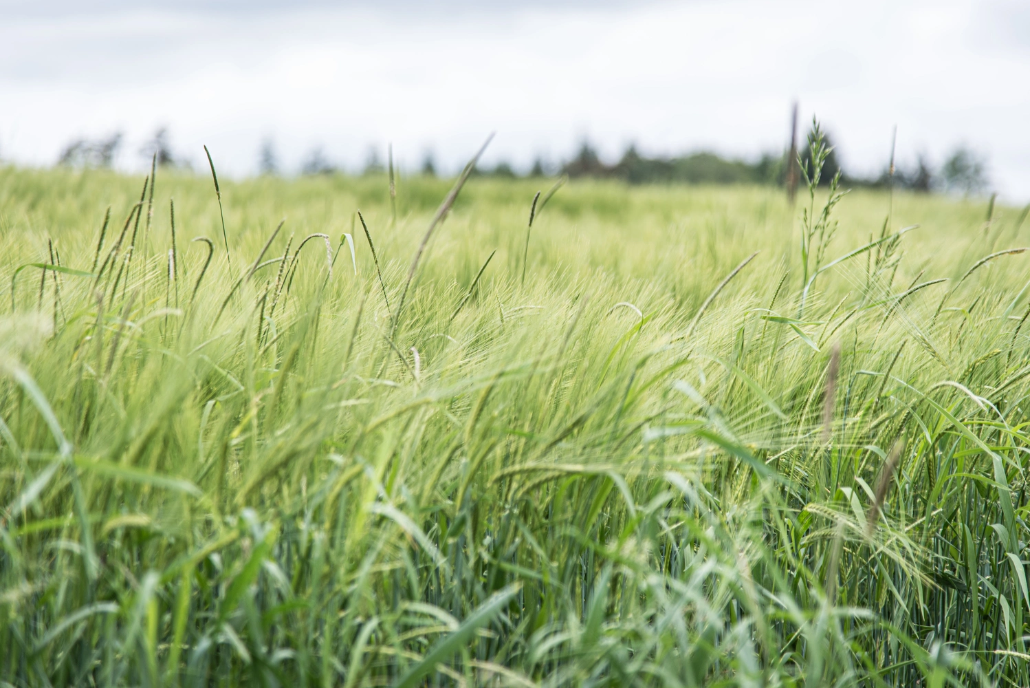 Close-up of a field with green spelt.