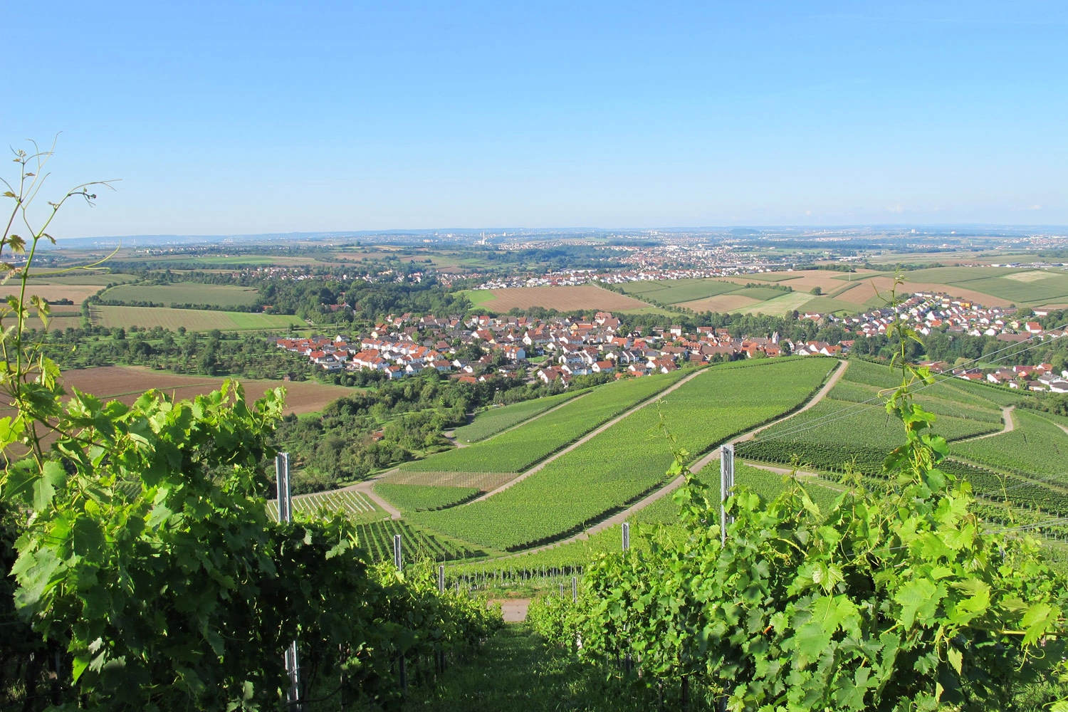 Blick vom Benning in der Weinregion Marbach-Bottwartal über Weinreben auf den Weinort Steinheim an der Murr. Der Ort liegt am Horizont. Der Himmel ist blau und sonnig.