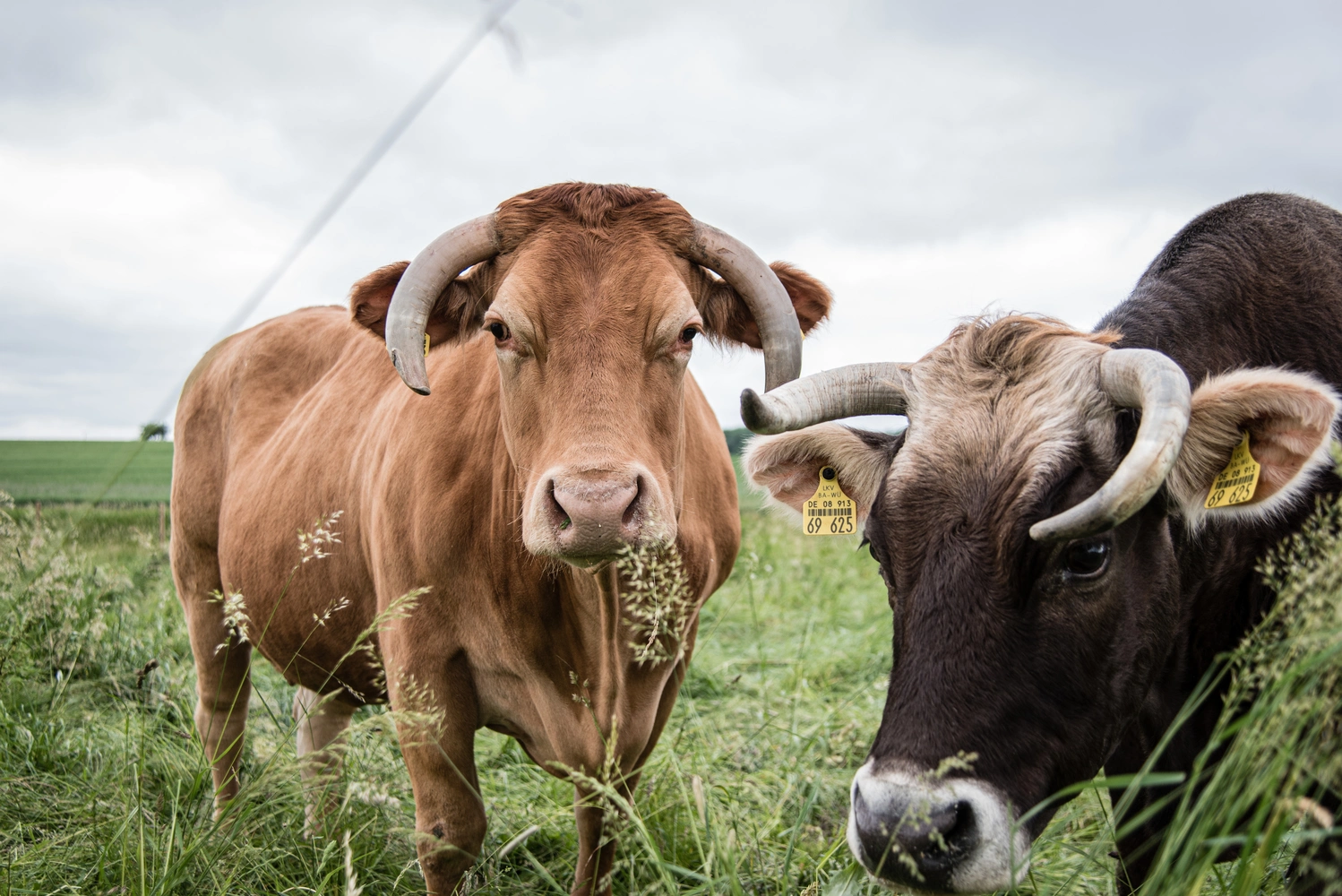 Two cattle in a pasture look into the camera.