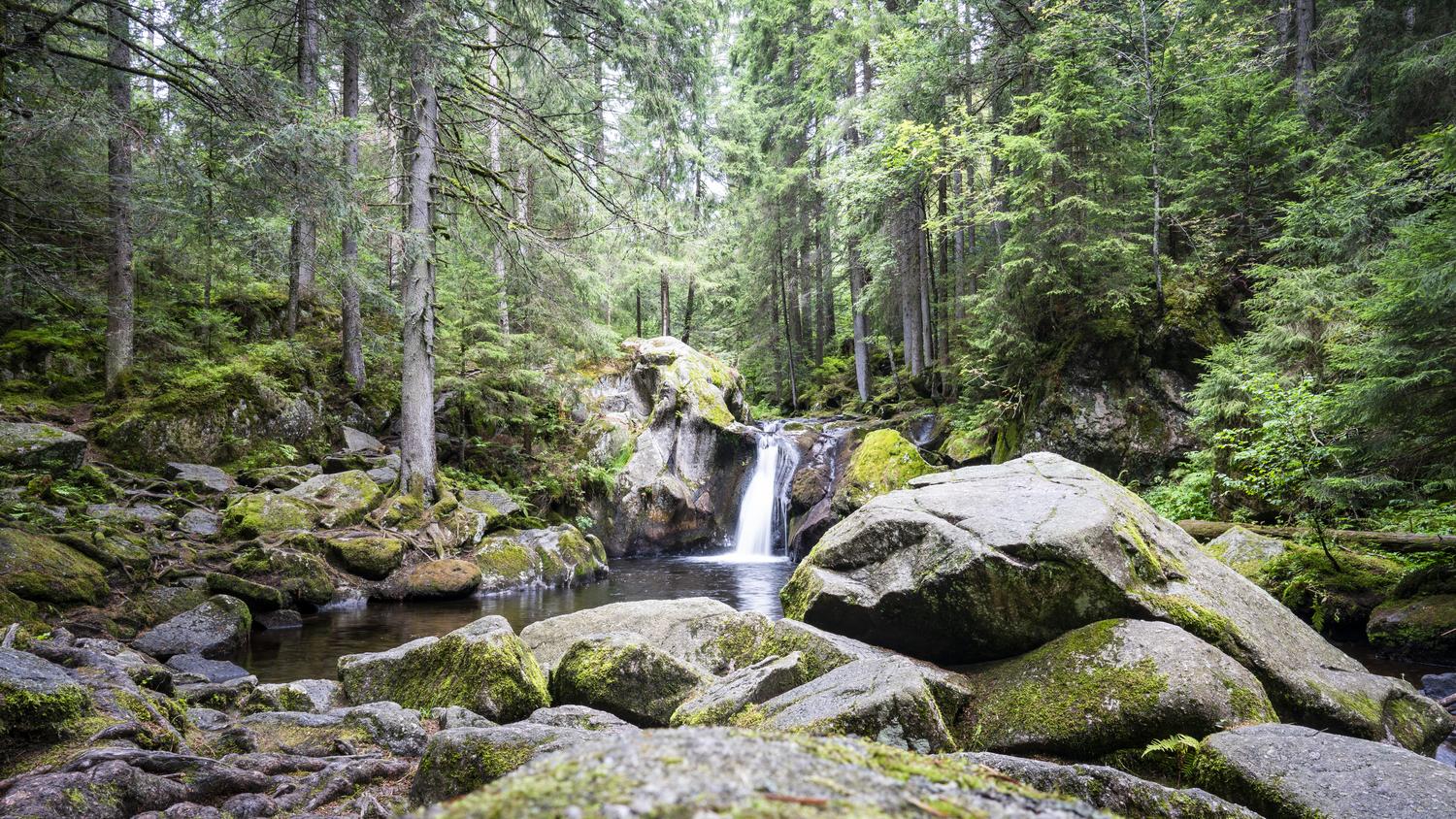 Dachsberg_Biosphaerengebiet-