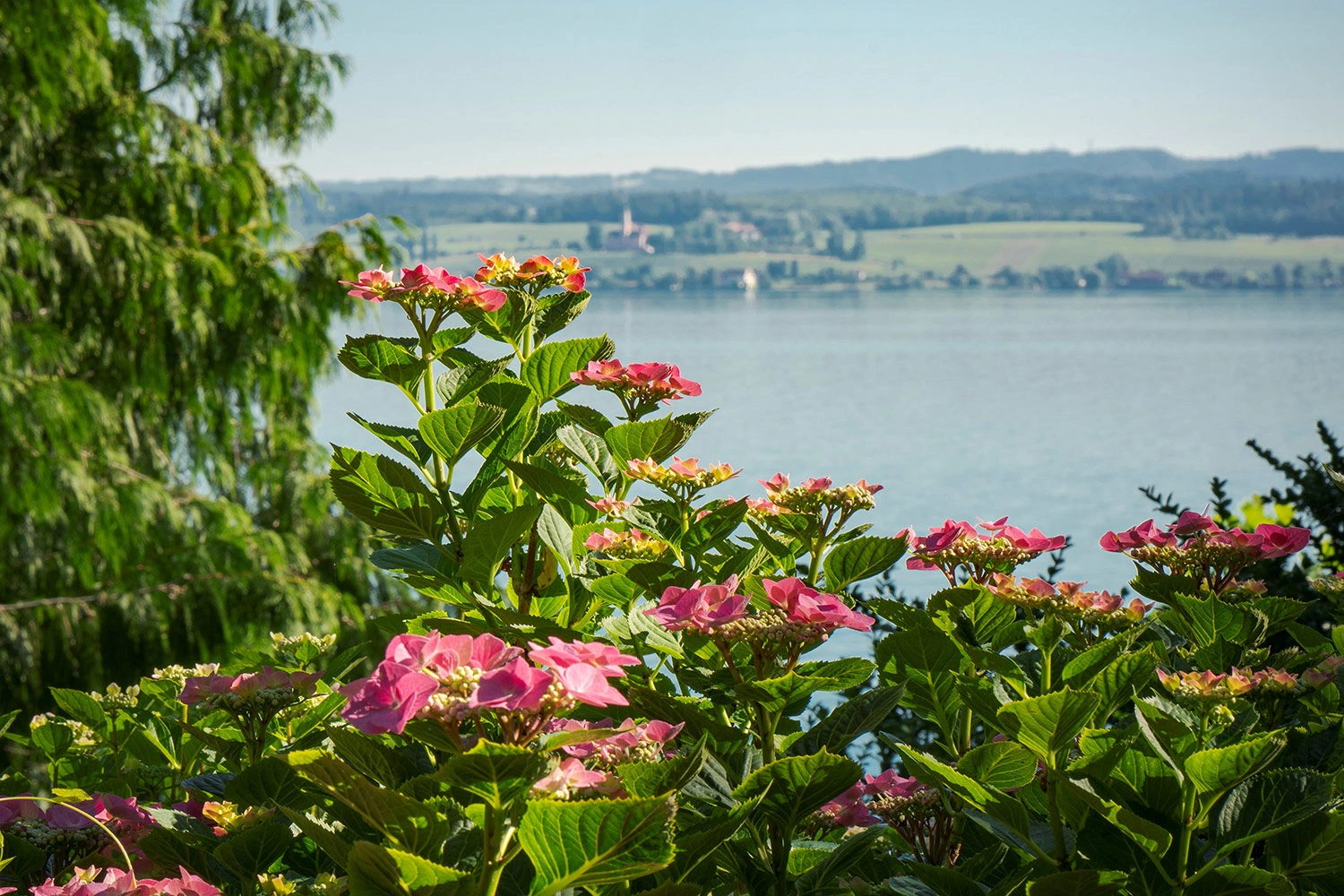 There are pink flowers in the foreground. Behind them is Lake Constance.