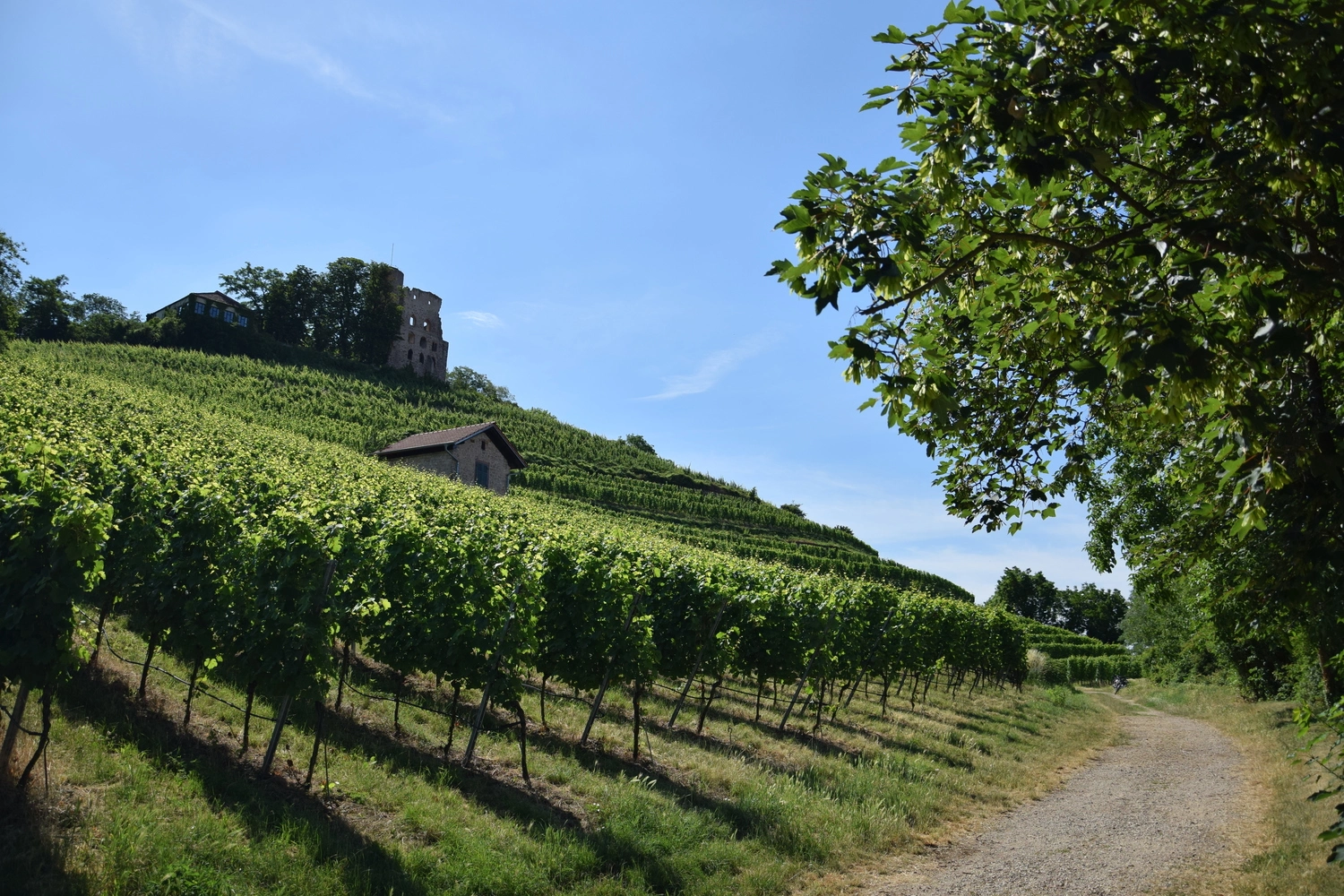 View of the vineyards of the Badische Bergstrasse wine region A path leads through the vineyards. The ruins of Strahlenburg Castle stand in the background.