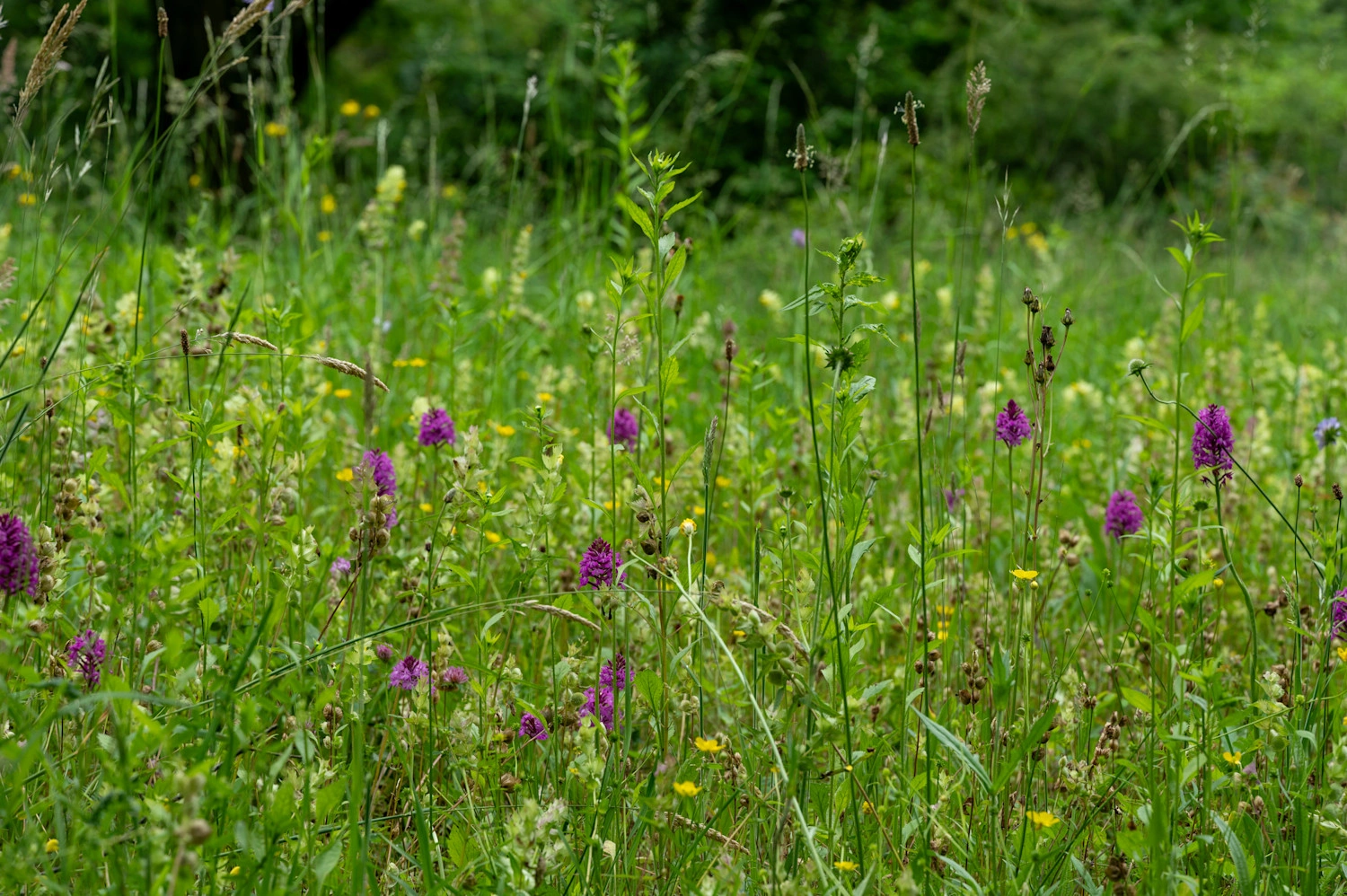 Eine grüne Wiese auf der lila und gelbe Blumen blühen.
