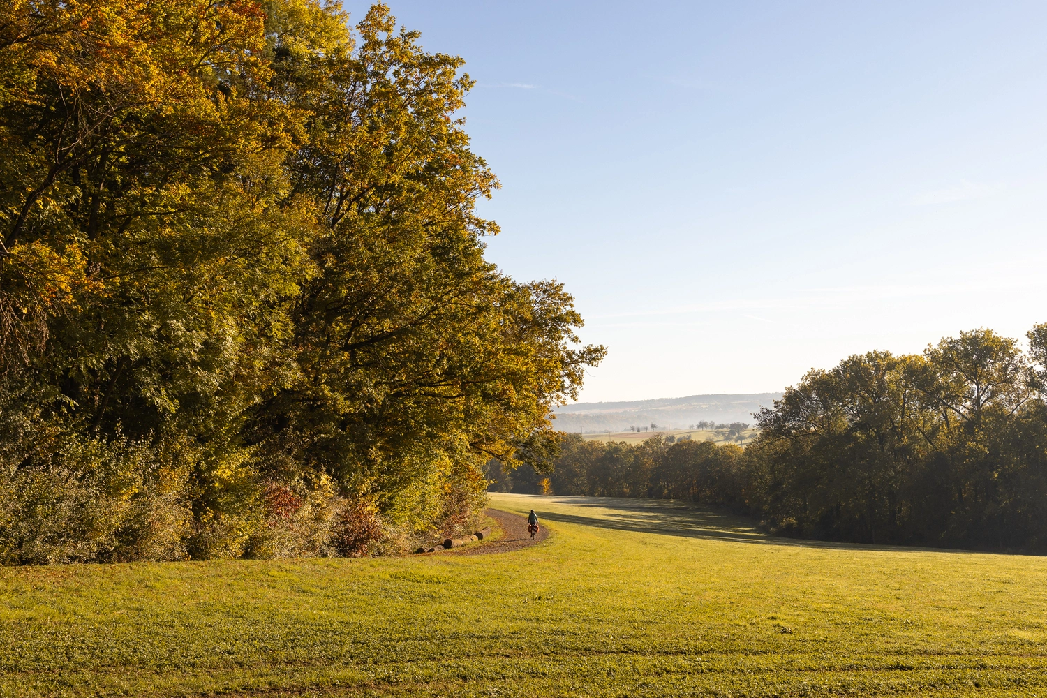 Next to a meadow is a cycle path on which a person is riding. The meadow is surrounded by many trees.