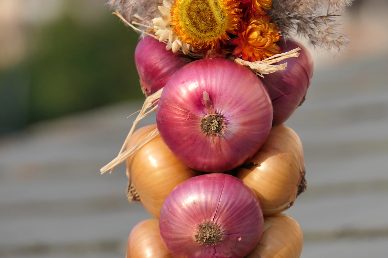 Close-up of some colourful onions.