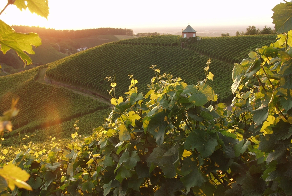 View of the vineyards of Kappelrodeck-Waldulm in the evening sun. The light is warm and the vines are lush green. 
