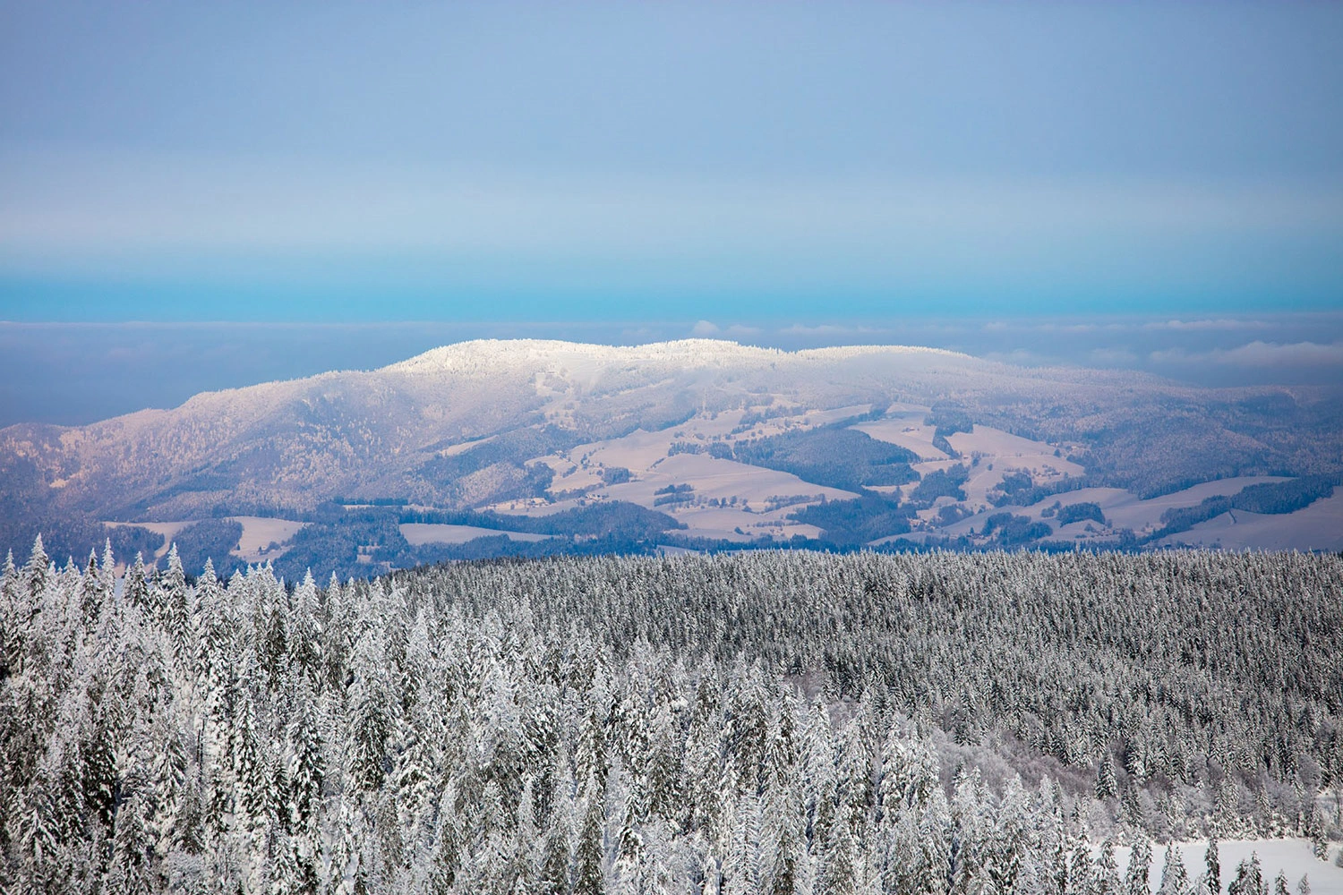 Wide view into the distance over a snow-covered forest with mountains in the background.