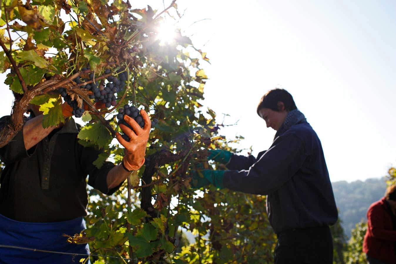  Two people harvesting grapes in the sunshine.