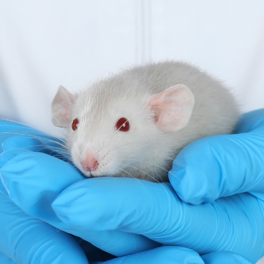 Grey mouse with red eyes being held by a person wearing blue glove.