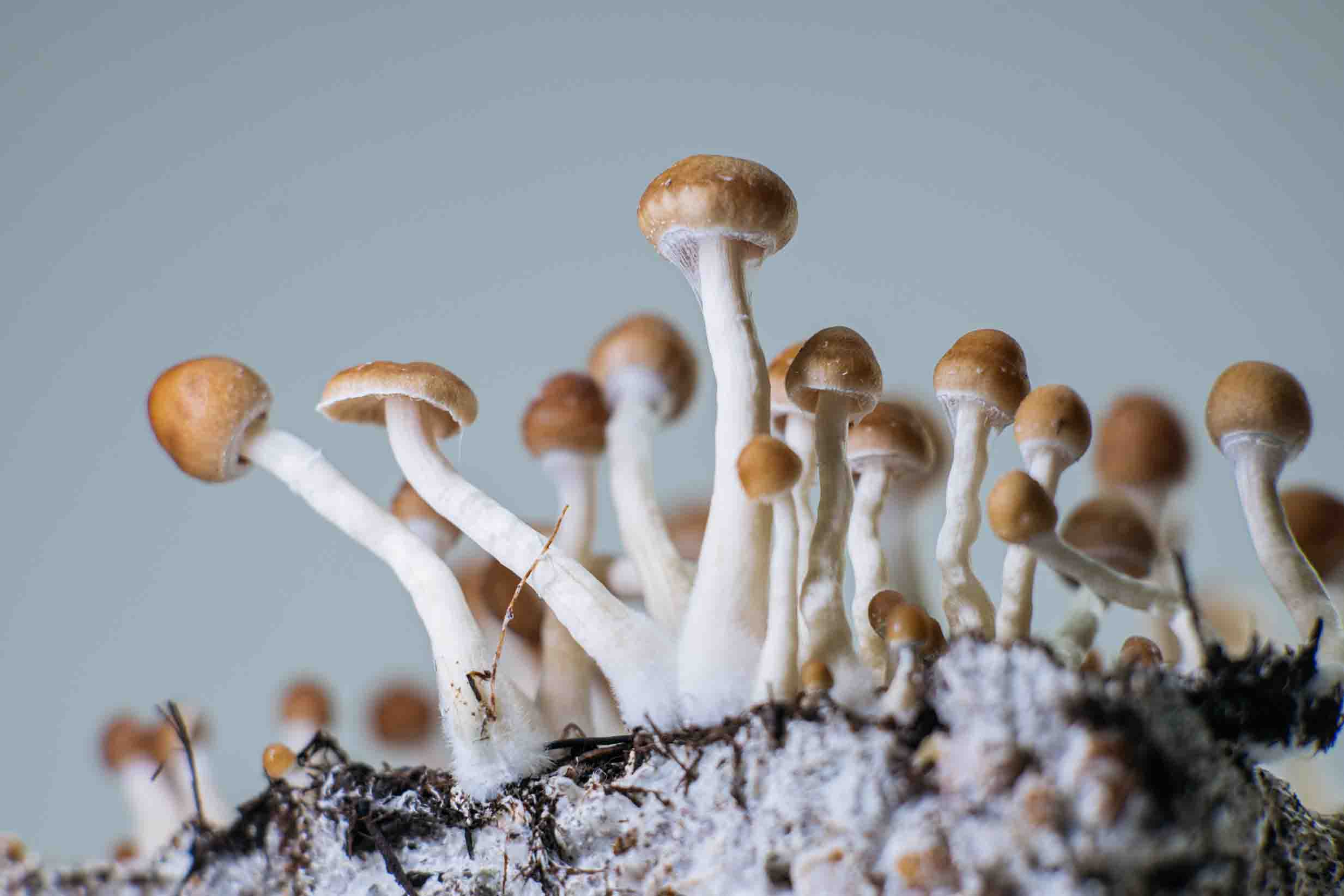 Magic Mushrooms news image