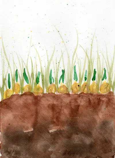bulbs 3