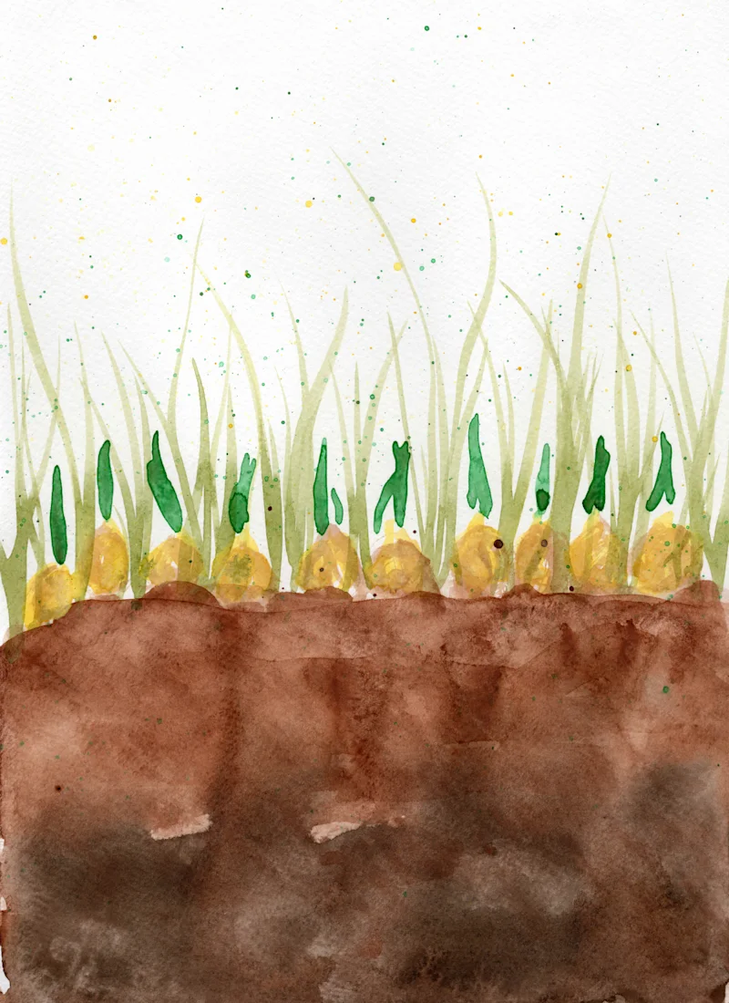 Crocus bulbs
