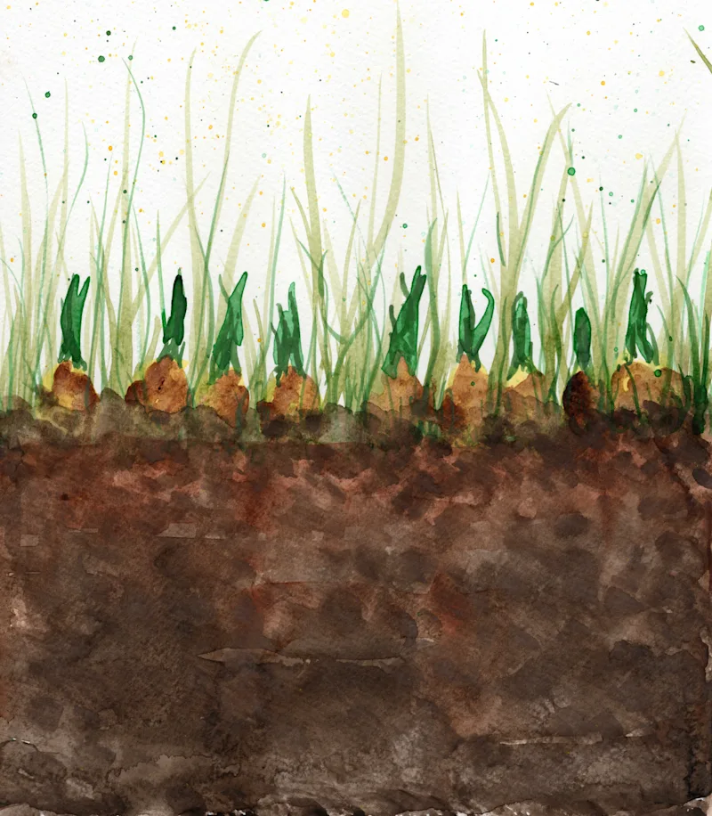 bulbs 3