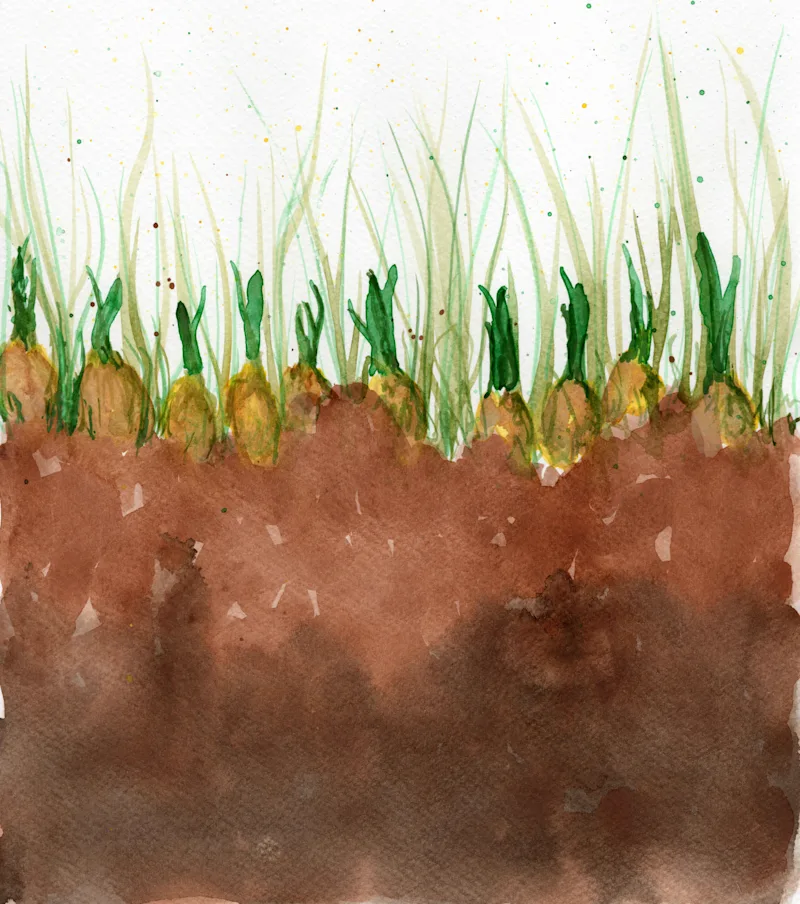Bulbs 2