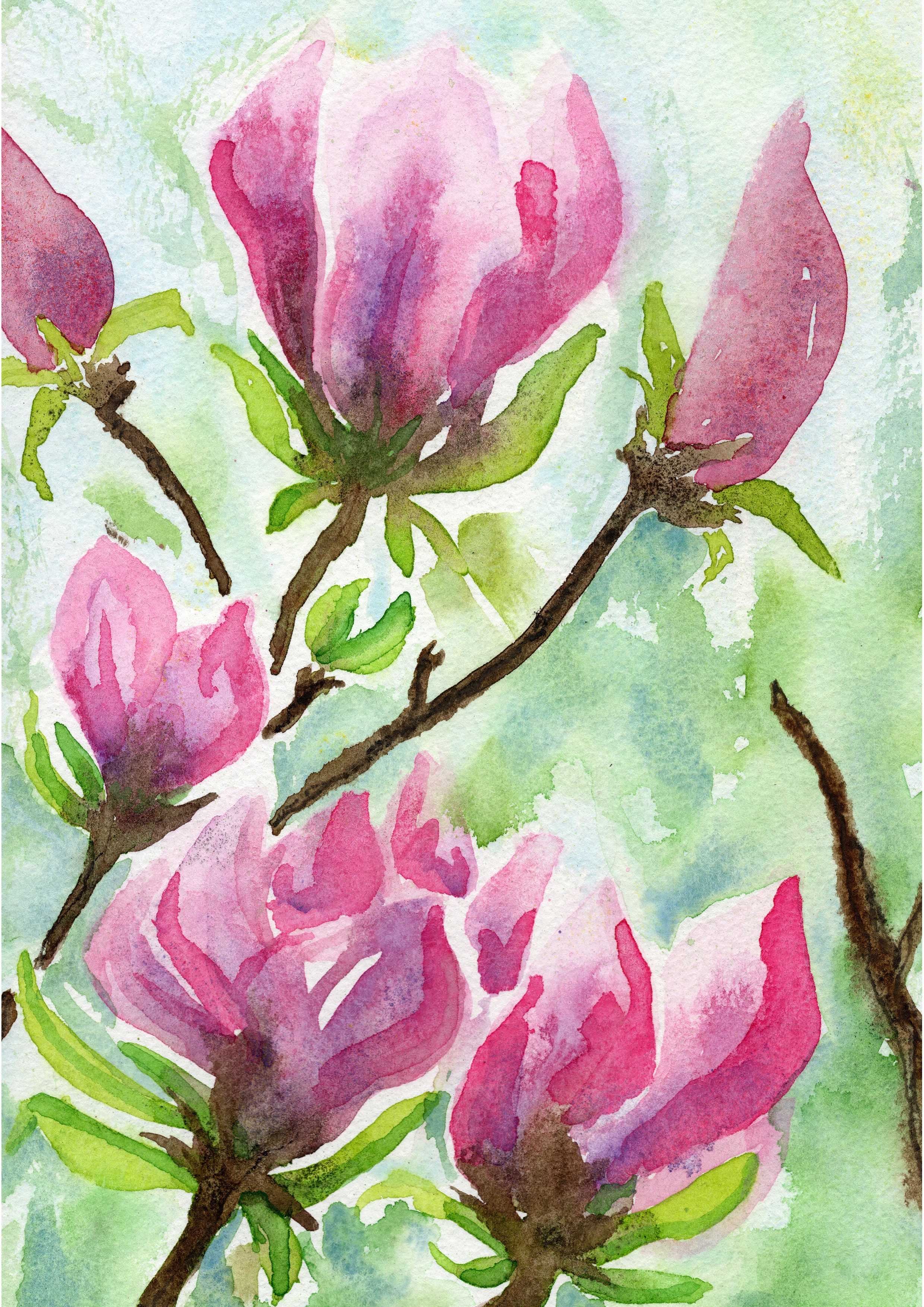 Magnolia
